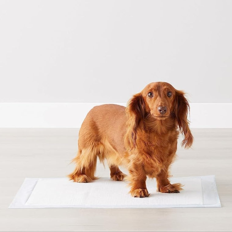 Amazon Basics Trainingspads Für Hunde Und Welpen, Auslaufsicheres 5-Lagiges Design Mit Schnell Trocknender Oberfläche, Normale Größe, 50 Stück, Blau